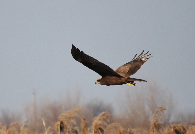 Falco di palude